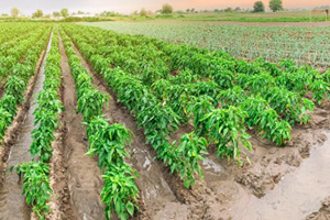 Irrigation1