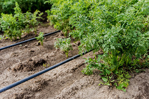 Irrigation2