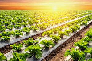Irrigation3